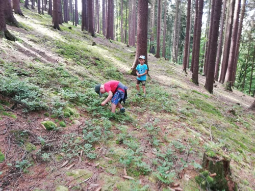 Fotogalerie MŠ Červená Hora - U řeky Úpy a na borůvkách, foto 12/20
