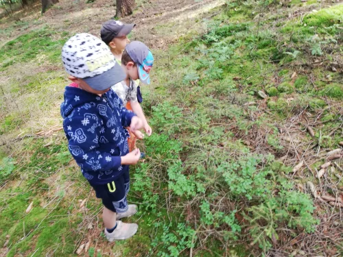 Fotogalerie MŠ Červená Hora - U řeky Úpy a na borůvkách, foto 13/20