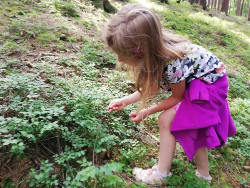 Fotogalerie MŠ Červená Hora - U řeky Úpy a na borůvkách, foto 16/20