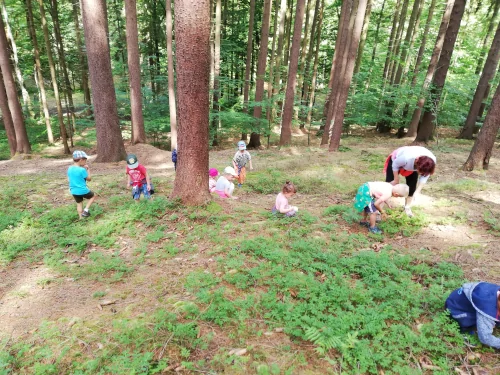 Fotogalerie MŠ Červená Hora - U řeky Úpy a na borůvkách, foto 18/20