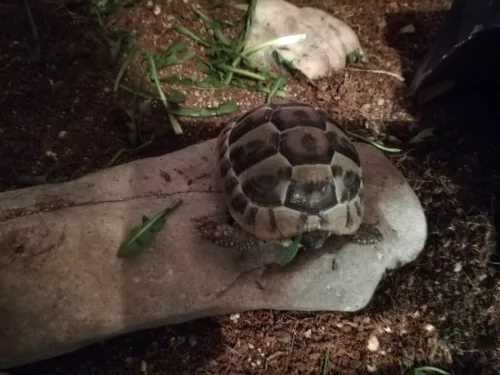 Fotogalerie MŠ Červená Hora - Želvísek, foto 2/3