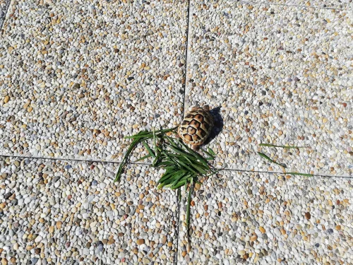 Fotogalerie MŠ Červená Hora - Želvísek v Olešnici, foto 3/9