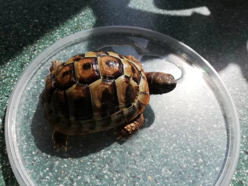 Fotogalerie MŠ Červená Hora - Želvísek v Olešnici, foto 5/9