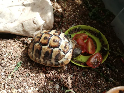 Fotogalerie MŠ Červená Hora - Želvísek v Olešnici, foto 8/9