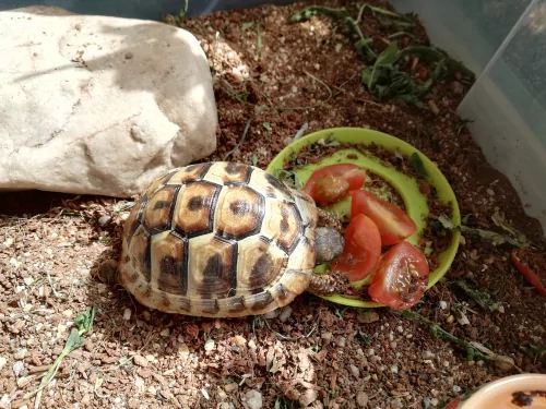 Fotogalerie MŠ Červená Hora - Želvísek v Olešnici, foto 9/9